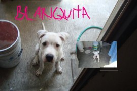 blanquita